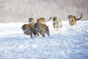 Tigres corriendo sobre la nieve - L'incanto d'amore dei poeti estinti