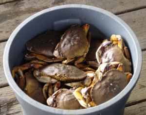 Working out and getting healthy is a lot like crabs in a bucket