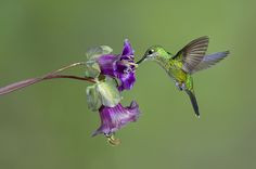 Hummingbird quote
