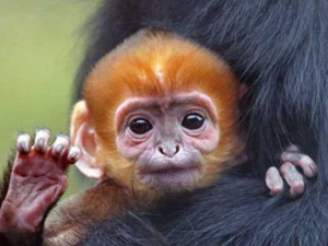 When this little female orange-headed Francois's langur was born at ...