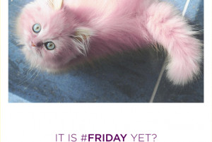 Quote-Friday-cat