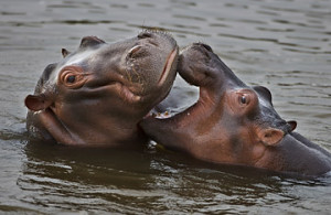 Eco-Bargain: Save Animals, Reduce Poverty