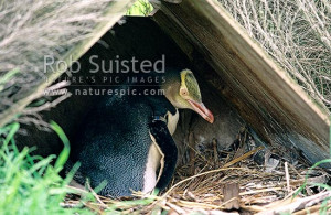 Image Big Eyed Penguin From