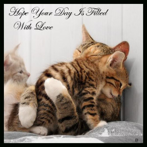 animals_cats_cute_hug_kitten_love-a.jpg
