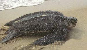 In general, the leatherback sea turtle does not have a visible shell ...