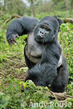 silverback gorilla muscle