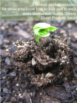 Planting Seeds Quotes Growing a plant from seed to