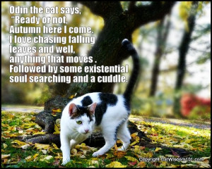 Spring Into Fall: Deep Thoughts About Autumn From Cats