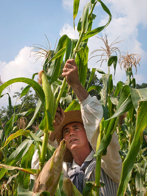 Colonial Tobacco Farming