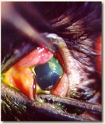 can corneal abrasion bee ulcer