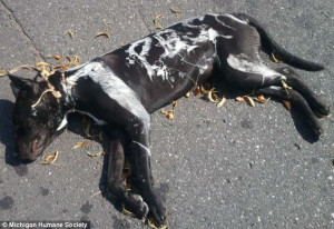 Dead Dog found on a Detroit street, spray painted with the letters PBS ...