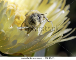 Funny photo of a bumblebee leaving the interior of a flower covered ...