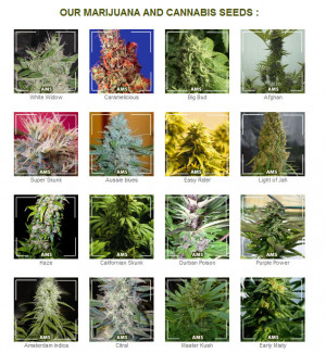Explain your Strains: Today’s Consumers Want to Know What They’re ...