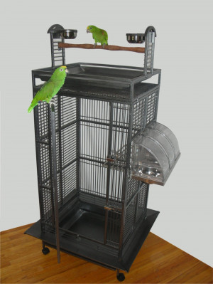 Bird Quotes Cage Conceptual Freedom Quote