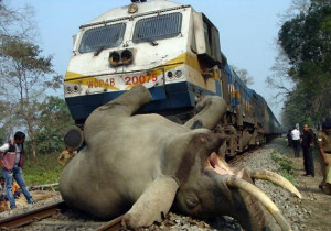 ... train ran over them in a jungle at Banarhat in Jalpaiguri district