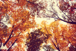 Fall in Harrisonburg, VA