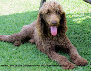 F1 vs F1B Goldendoodle