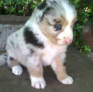 Australian Shepherd Puppies