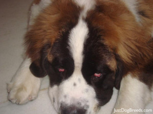 Saint Bernard Dog Breed