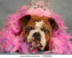 Related Pictures dressed up dog funnydogsite com