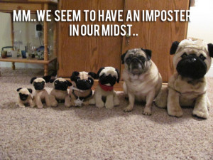 Funny Pug Pictures (20)
