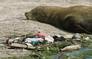 Pollution on seashores and the open ocean is increasing