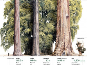 , National Geographic, Montezuma Bald, Redwood Tallest 379, Trees ...