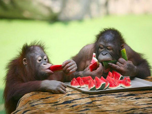 Cute animals eating watermelon in summer (012)