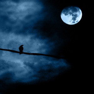 Noche de luna llena - Full moon night by Luz Adriana Villa