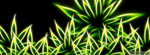 Facebook Covers Photos Weed