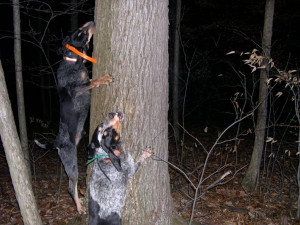 latest coon hunt - Ohio Trapping and Varmint Hunting