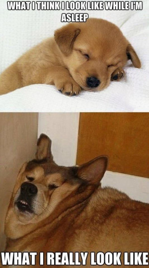 Puppy Sleeping Vs. Lazy Old Dog Sleeping Meme