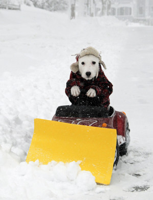 dog-snow-plow-plowing-the-snow quit your day job