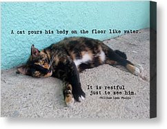 Feline Lover Quotes Canvas Prints - HEMINGWAY CAT quote Canvas Print ...