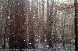 18th-Jun-2009 07:12 pm - Snow Falling on Cedars: A Review