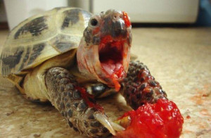What happens if you give your turtle a strawberry