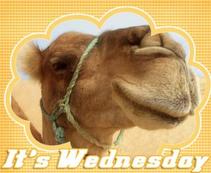 Wednesday quotes quote days of the week wednesday hump day wednesday ...