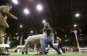 Jenna Frink shows Unfinished Business at National Western Stock Show
