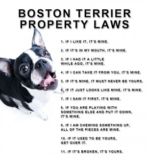 Boston Terrier Property Laws Picture