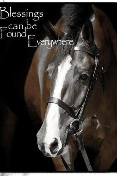 Arabian Horse Times: Horse Quotes