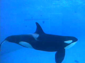 Shamu-Cam-orca-the-killer-whale-33244546-477-357.jpg