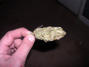 Best Weed Ever