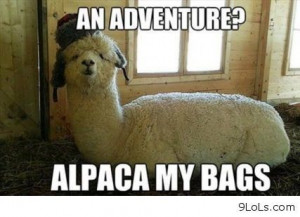 Funny Quotes About Sheep