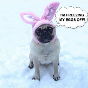 Funny Dog Meme Pug Bunny Blue Balls - animal-humor Photo