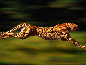 cheetah running wallpapers running cheetah