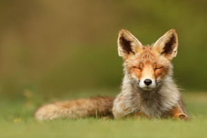 zen fox smiling animal beautiful nature photo photography happiness ...