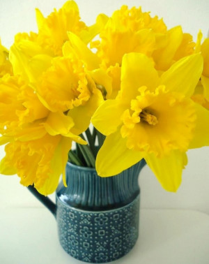 Daffodils via Colorfull at www.Facebook.com/colorfullss