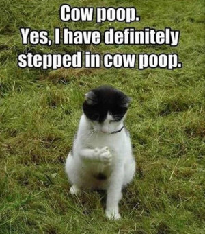 cow poopFunny Kitty, Funny Animal Pictures, Funny Pictures, Funny Cat ...