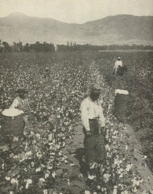 slaves picking cotton. picking the cotton,