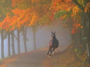 Horse galloping through foggy fall forest. “How beautifully leaves ...